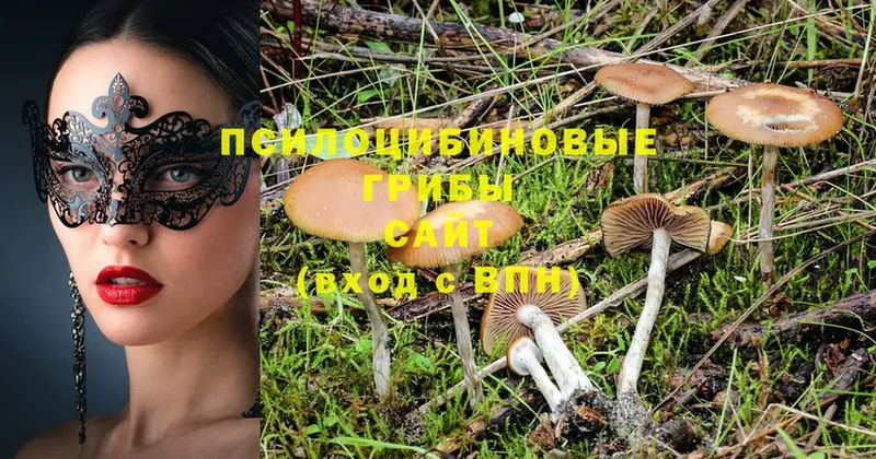 Псилоцибиновые грибы Magic Shrooms  Ивантеевка 